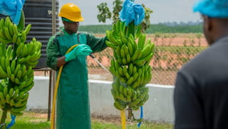 Lidl’s Commitment to Living Wages in the Banana Sector