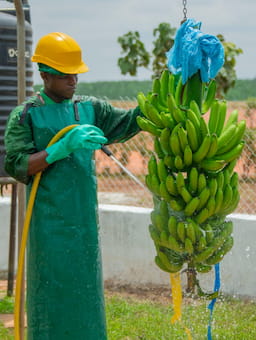 Lidl’s Commitment to Living Wages in the Banana Sector