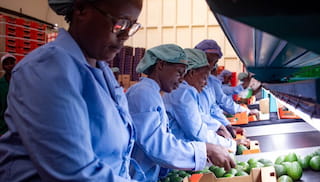 Mavuno: Living wage avocados fuels joint effort of working on living wages