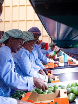 Mavuno: Living wage avocados fuels joint effort of working on living wages