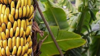 IDH perspective on the progress made and steps still to be taken related to the banana living wage commitments