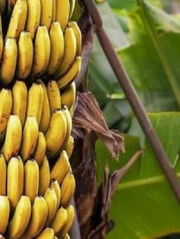 IDH perspective on the progress made and steps still to be taken related to the banana living wage commitments