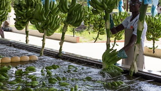 Advancing living wages in Côte d’Ivoire’s banana sector: A collaborative milestone