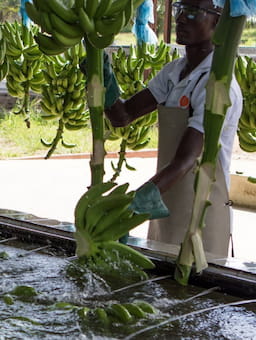 Advancing living wages in Côte d’Ivoire’s banana sector: A collaborative milestone