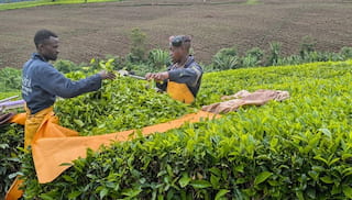 Collaborative wage solutions elevate livelihood of workers in the tea sector