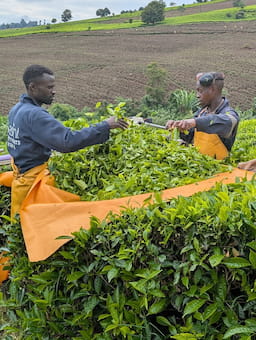 Collaborative wage solutions elevate livelihood of workers in the tea sector
